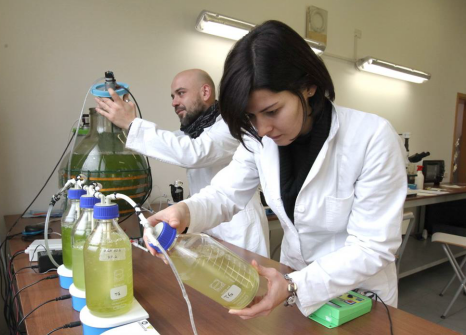 Establishment of third generation algae biofuels and bioplastics production in “Mogilev” FEZ