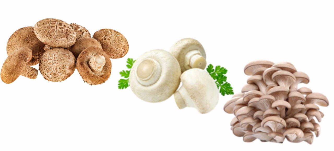 Organization of mushroom production in the Mogilev Free Economic Zone